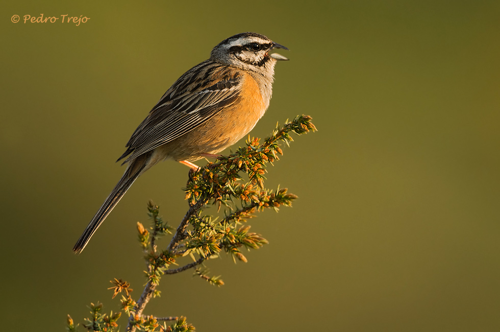 Escribano montesino (Emberiza cia)